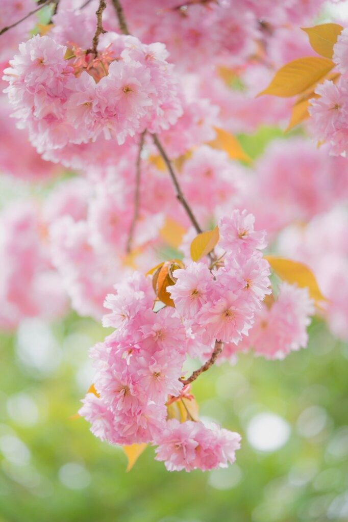 cherry blossoms, sakura, flowers